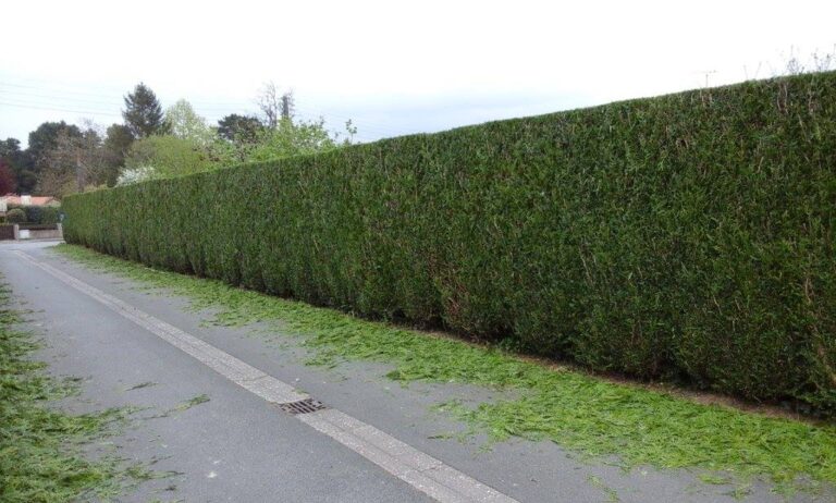 haie taillée et entretenue