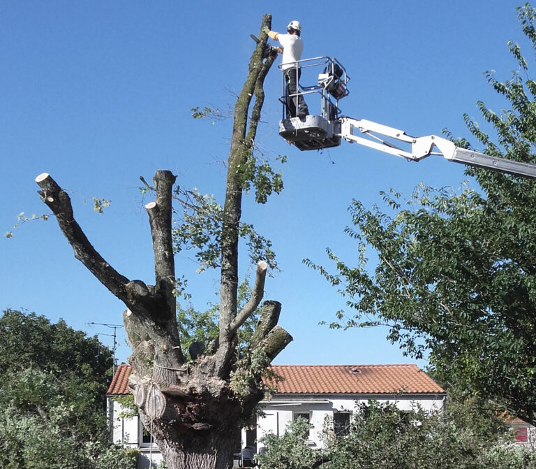 élagage d'arbre