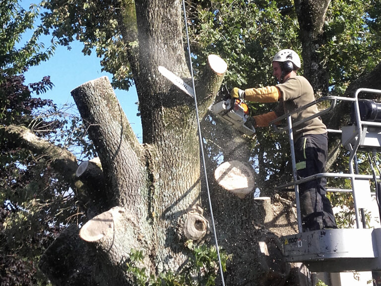 élagage d'arbre chez particulier